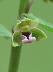 Epipactis dunensis