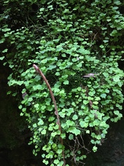 Wimmerella pygmaea