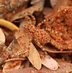 Euophrys