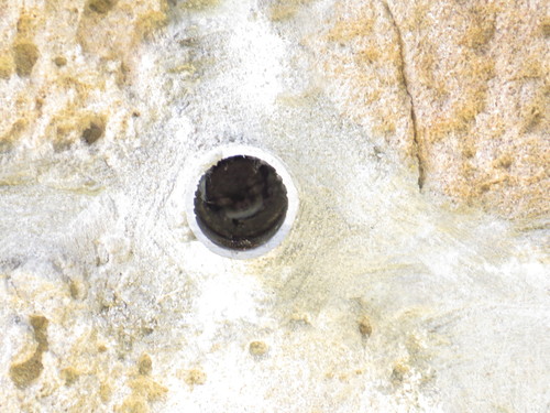 Cryptic Myotis