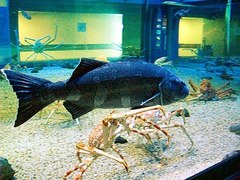 Skilfish photo 4