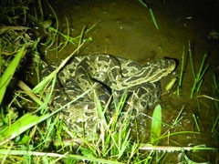 Bothrops pubescens