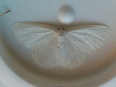 Protitame virginalis