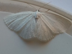 Protitame virginalis