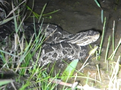 Bothrops pubescens