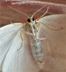 Protitame virginalis