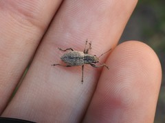 Naupactus versatilis