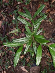 Cinnamomum oliveri