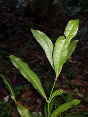 Cinnamomum oliveri