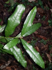 Cinnamomum oliveri