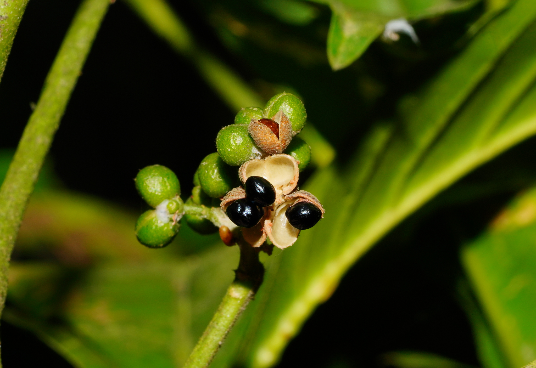 Melicope