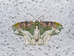 Eucyclodes semialba