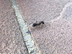 Camponotus lespesii