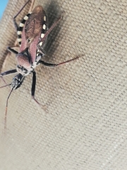 Rhynocoris erythrocnemis