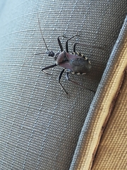 Rhynocoris erythrocnemis