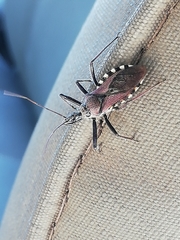 Rhynocoris erythrocnemis