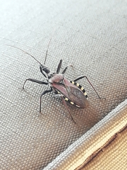 Rhynocoris erythrocnemis
