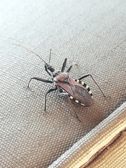 Rhynocoris erythrocnemis