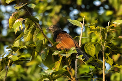 Centropus sinensis parroti