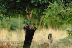 Lamprotornis acuticaudus