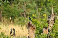 Lamprotornis acuticaudus