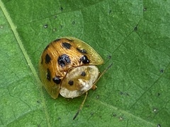 Laccoptera tredecimguttata
