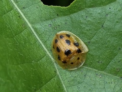 Laccoptera tredecimguttata