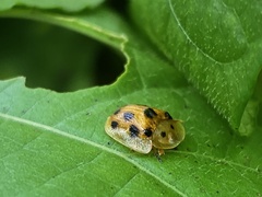 Laccoptera tredecimguttata