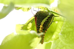 Charaxes saturnus saturnus