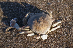 Matuta victor