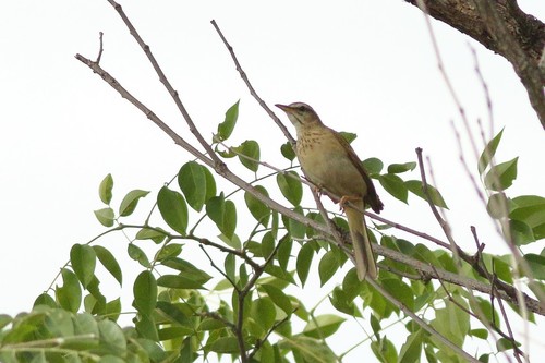 iNaturalist image