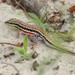 Cape Rough-scaled Lizard - Photo (c) markus lilje, some rights reserved (CC BY-NC-ND), uploaded by markus lilje