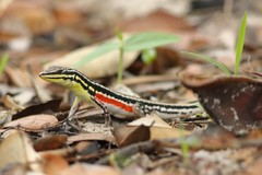 Ichnotropis capensis