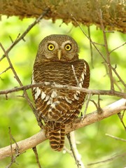 Glaucidium capense