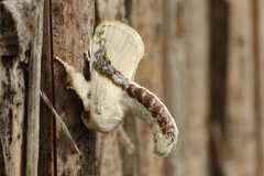 Afraltha chionostola