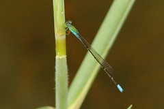 Pseudagrion glaucescens
