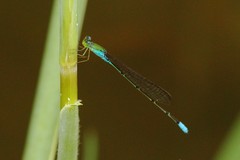 Pseudagrion glaucescens