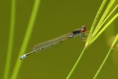 Pseudagrion hamoni