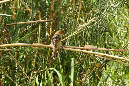 iNaturalist image