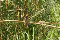 Cisticola pipiens