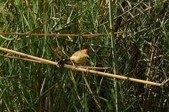 Cisticola pipiens