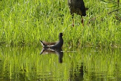 Paragallinula angulata