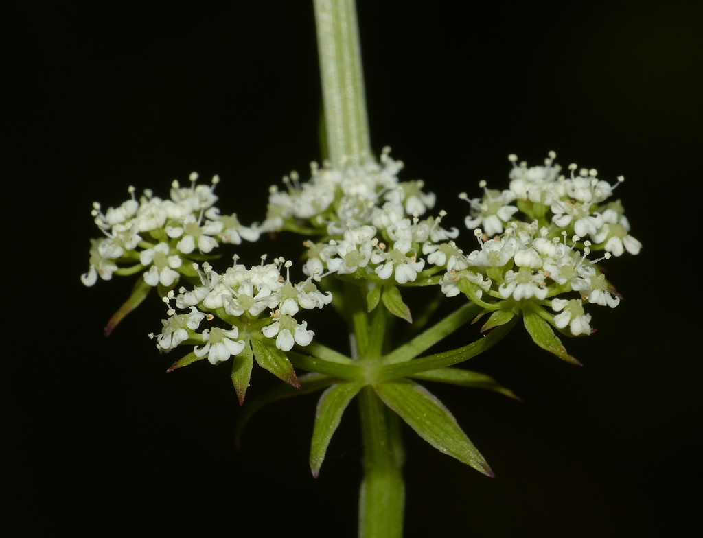 cutleaf waterparsnip