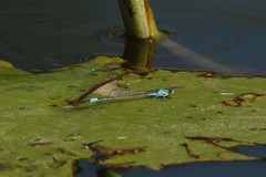 Pseudagrion coeleste