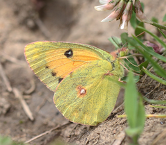 Colias fieldii