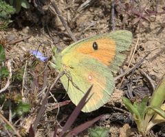 Colias fieldii
