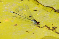 Pseudagrion hamoni