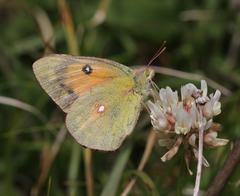 Colias fieldii