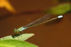 Pseudagrion glaucescens
