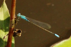 Pseudagrion coeleste